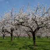 Marillenblüte