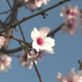 Marillenblüte